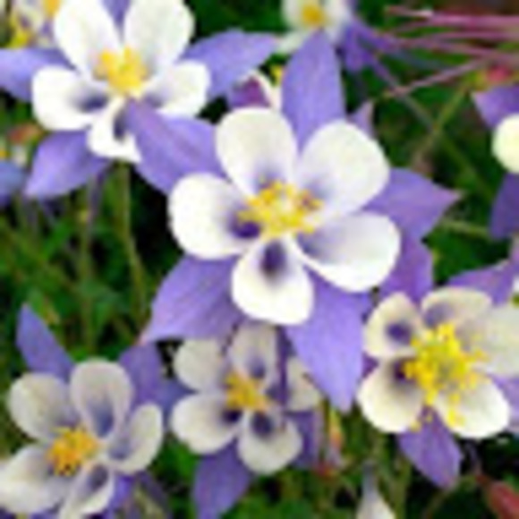 Meet your Posher, Kim - Picture 1 of 1